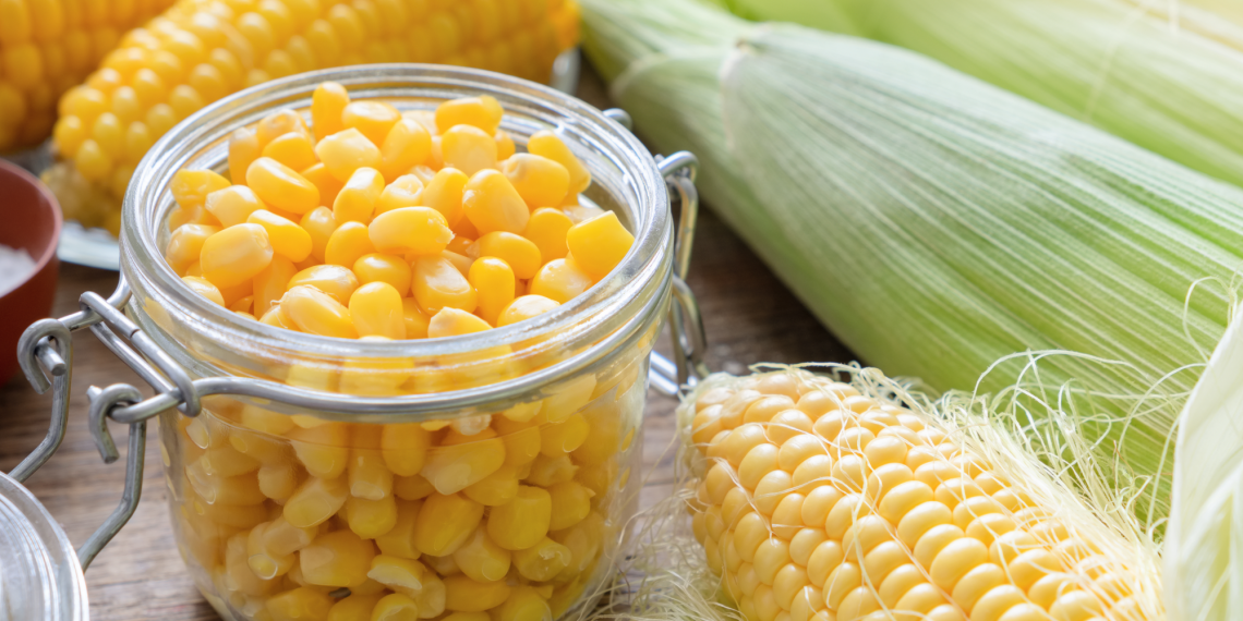 Sweet yellow corn cooked