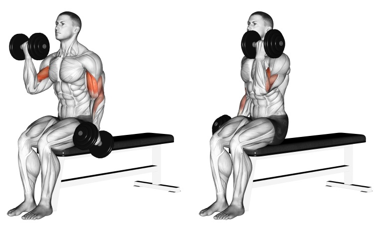 Dumbbell Alternate Seated Biceps Curl