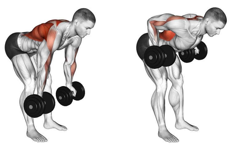 Dumbbell Reverse Grip Row | Home Exercises | MyBodyCreator