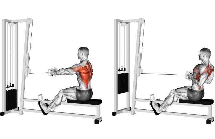 Cable Seated Row (parallel grip)