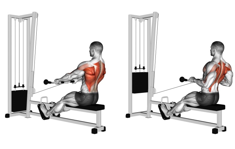 Cable Seated Row (normal grip)