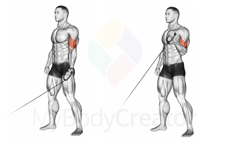 Cable One Arm Curl