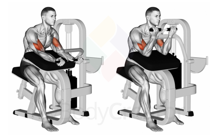 Lever Preacher Curl