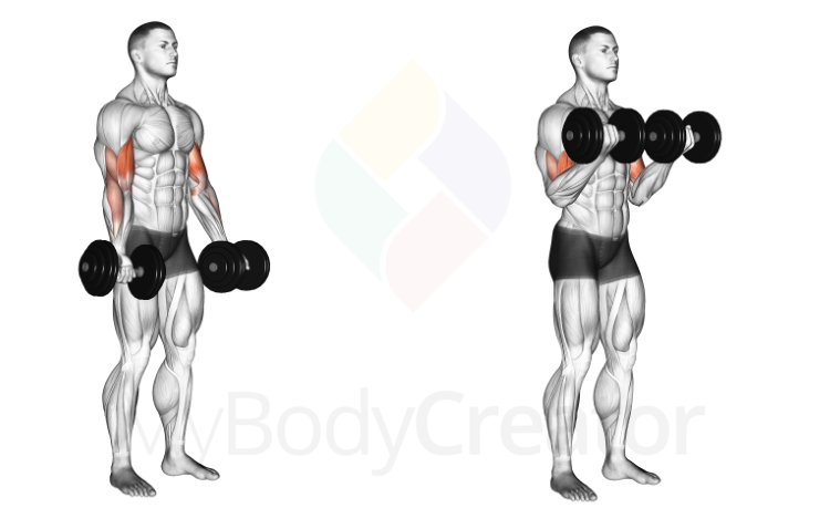 Dumbbell Biceps Curl