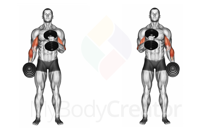 Dumbbell Cross Body Hammer Curl