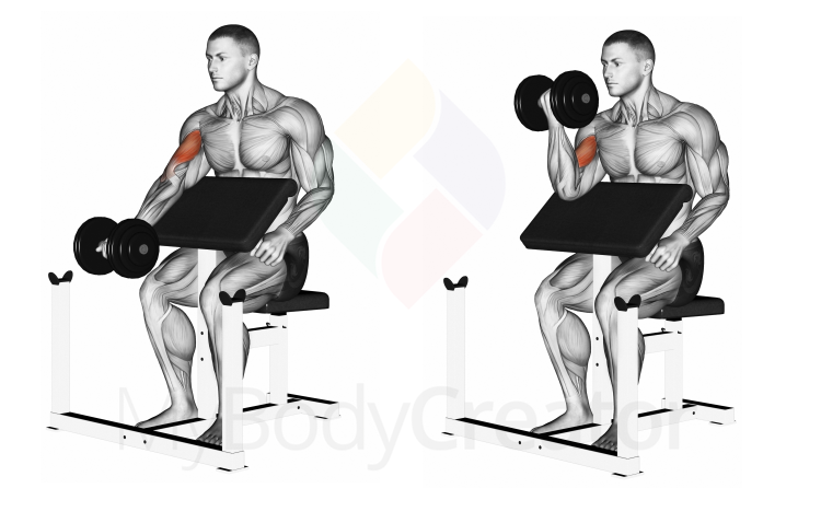 Dumbbell Seated Preacher Curl