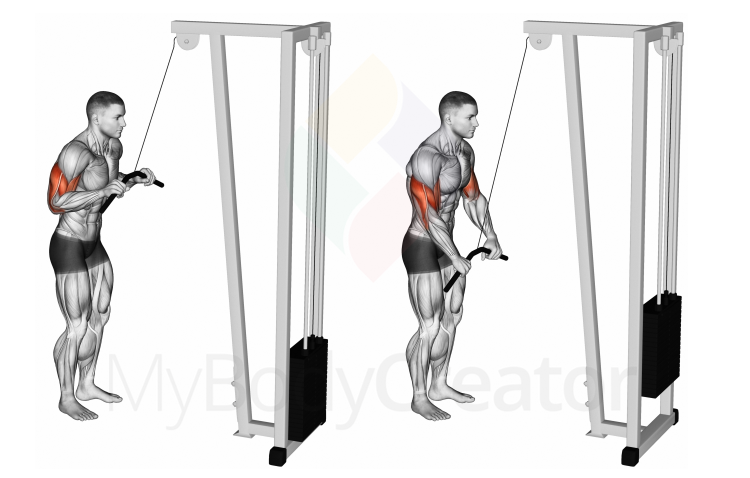 Cable Triceps Pushdown