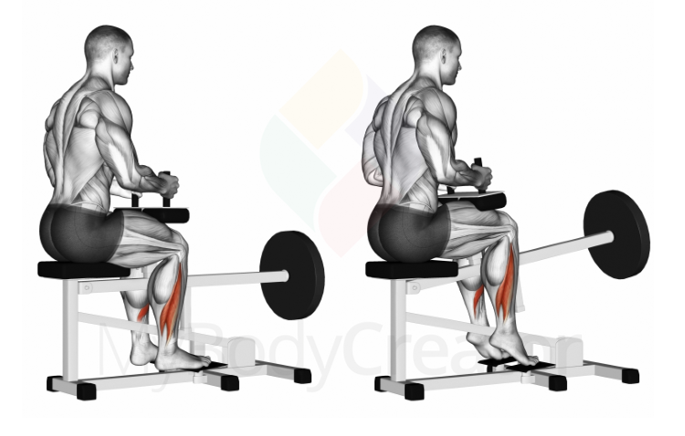 Lever Seated Calf Raise