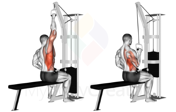 Cable One Arm Lateral Pulldown