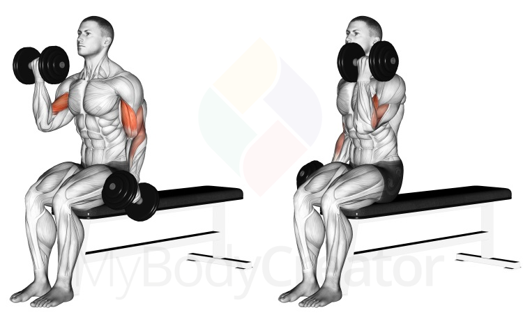Бицепсово сгъване с дъмбели от седеж
