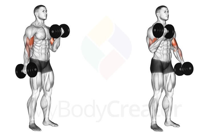 Dumbbell Alternate Biceps Curl