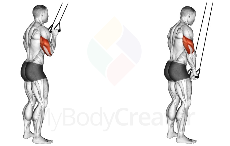 Band Triceps Pushdown