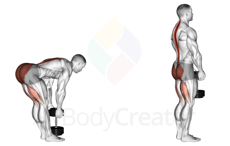 Single Dumbbell Stiff Leg Deadlift