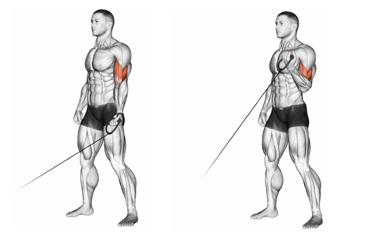 Cable One Arm Curl