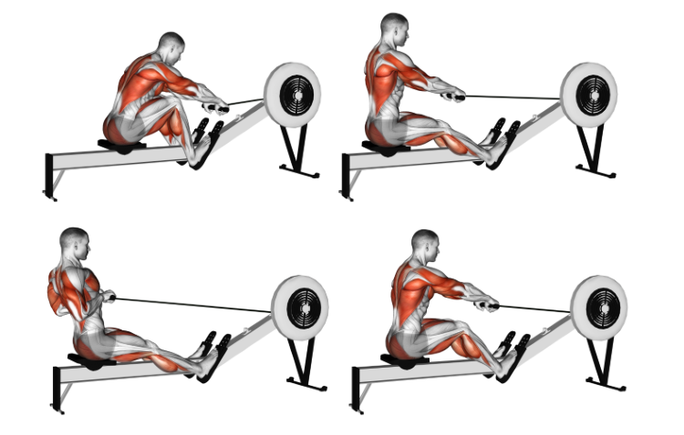 Exercises | MyBodyCreator