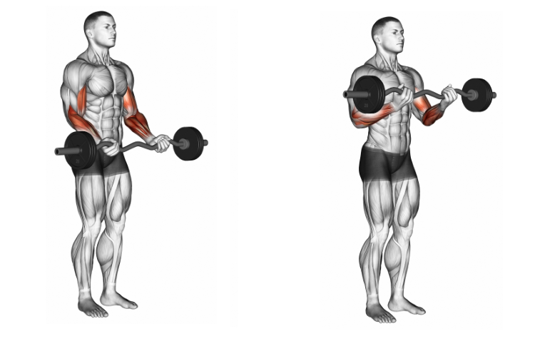 EZ Barbell Biceps Curl | Exercises | MyBodyCreator