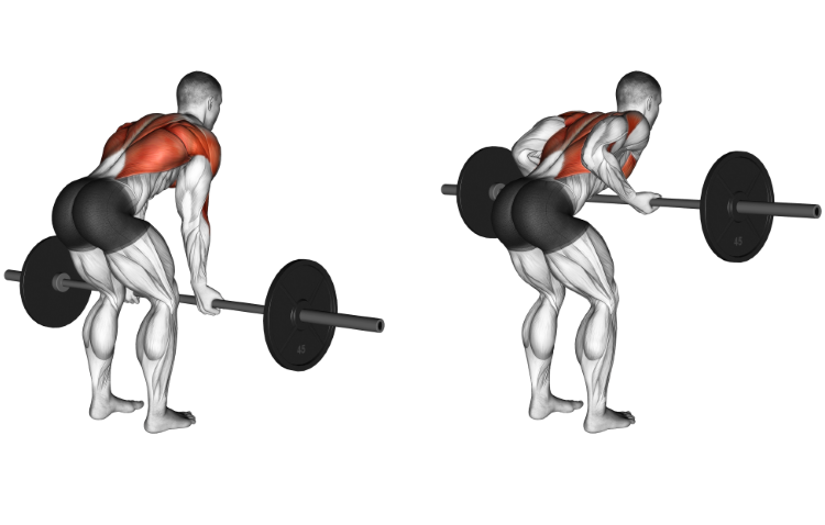 Barbell Underhand Bent-over Row | Exercises | MyBodyCreator